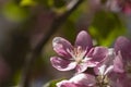 Spring tree with flower on sky beckground