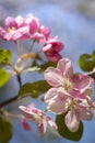 Spring tree with flower on sky beckground