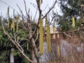 Spring tree flowering. A catkin or ament of hazel tree in the garden. Royalty Free Stock Photo