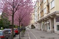 Spring tree flowering. Pink flowers on blooming tree.