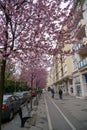 Spring tree flowering. Pink flowers on blooming tree.