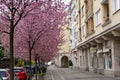 Spring tree flowering. Pink flowers on blooming tree.