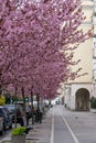 Spring tree flowering. Pink flowers on blooming tree.