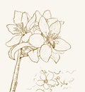 Spring tree flowers with bee collecting pollen hand drawn illustration. Vector drawing with blooming apple flowers in