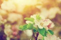 Spring tree flowers blossom, bloom in warm sun. Vintage Royalty Free Stock Photo