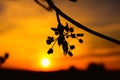 Spring tree flowers blossom at sunset Royalty Free Stock Photo