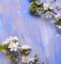 Spring tree Flowers on old vintage blue board background Royalty Free Stock Photo