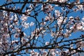 Spring - tree with flowers