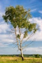 Spring tree with fresh green leaves Royalty Free Stock Photo