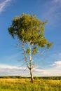 Spring tree with fresh green leaves Royalty Free Stock Photo