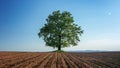 Spring tree with fresh leaves on a ploughland field