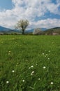 Spring tree with green grass Royalty Free Stock Photo