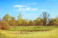 Spring tree and lake Royalty Free Stock Photo