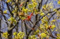 Spring. A tree with the Latin name Acer platanoides \'Crimson Sentry\' grows in Europe in a park