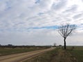 Spring tree, Lithuania Royalty Free Stock Photo