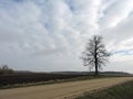 Spring tree, Lithuania Royalty Free Stock Photo