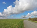 Spring tree, Lithuania Royalty Free Stock Photo