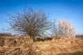 Trees and blue sky