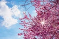 Spring tree with pink flowers almond blossom on a branch on green background, on blue sky with daily light Royalty Free Stock Photo