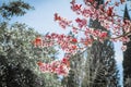 Spring tree with pink flowers almond blossom on a branch on green background, on blue sky with daily light Royalty Free Stock Photo