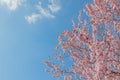 Spring tree with pink flowers almond blossom on a branch on green background, on blue sky with daily light Royalty Free Stock Photo