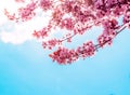 Spring tree with pink flowers almond blossom on a branch on green background, on blue sky with daily light Royalty Free Stock Photo