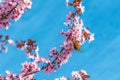 Spring tree with pink flowers almond blossom on a branch on green background, on blue sky with daily light Royalty Free Stock Photo