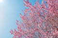 Spring tree with pink flowers almond blossom on a branch on green background, on blue sky with daily light