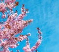 Spring tree with pink flowers almond blossom on a branch on green background, on blue sky with daily light