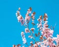 Spring tree with pink flowers almond blossom on a branch on green background, on blue sky with daily light