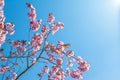 Spring tree with pink flowers almond blossom on a branch on green background, on blue sky with daily light