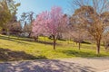 Spring tree with pink flowers almond blossom on a branch on green background, on blue sky Royalty Free Stock Photo