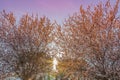 Spring tree with pink flowers almond blossom on a branch on green background, on sunset sky with sun rays light