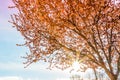 Spring tree with pink flowers almond blossom on a branch on green background, on sunset sky with sun rays light Royalty Free Stock Photo