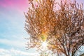 Spring tree with pink flowers almond blossom on a branch on green background, on sunset sky with sun rays light Royalty Free Stock Photo