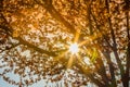 Spring tree with pink flowers almond blossom on a branch on green background, on sunset sky with sun rays light Royalty Free Stock Photo