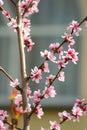 spring tree with pink flowers. Peach blossom in gardern.