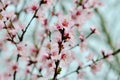 spring tree with pink flowers Royalty Free Stock Photo