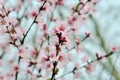 spring tree with pink flowers Royalty Free Stock Photo