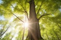 Spring Tree\'s Fresh Green Foliage in Blurred Bottom View Along the Trunk.