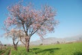 Spring tree scene Royalty Free Stock Photo