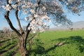Spring tree scene Royalty Free Stock Photo