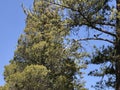 Old trees in spring