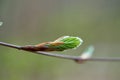 Spring tree small leaf close up