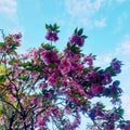 Spring tree