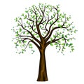 Spring tree, vector