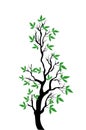 Spring tree vector illustartion