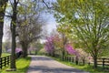 Spring Trees