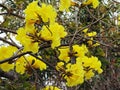 Huangzhong wood flowers and trees landscape