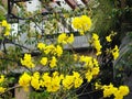 Huangzhong wood flowers and trees landscape